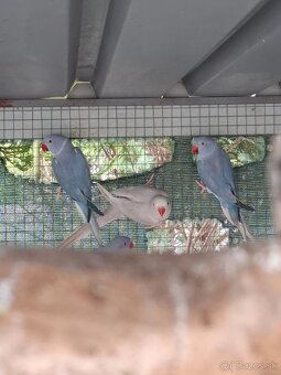 Alexander maly hch - 2