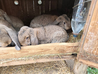 Predám francúzskych baranov - 2