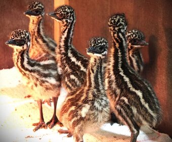 Predám emu hnedého - 2