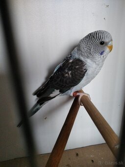 Bleckwing andulky - 2