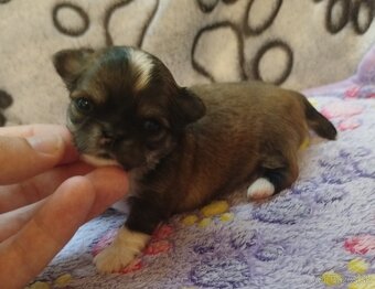 Čivava mini fenka dlhosrsta - 2