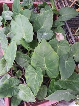 Colocasia Leucocasia gigantea - Slonie ucho - 2