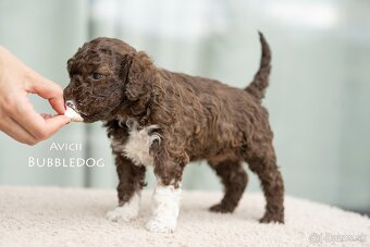 Lagotto Romagnolo s PP - 2