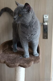 🐱Britské modré mačiatka🐱 - 2