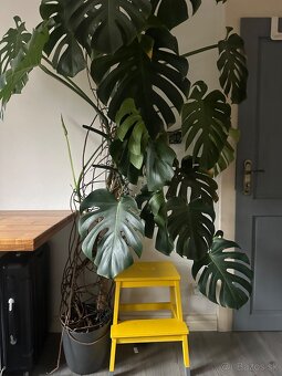 monstera - 2
