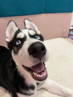 Stráženie psov, iných zvierat - 2