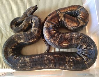 Boa constrictor - 2