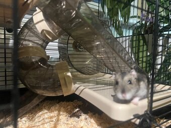 Škrečok Džungársky - 2