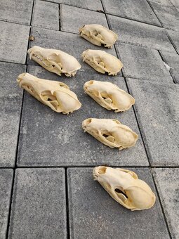 Jazvec,trofej, parozie, trofeje - 2