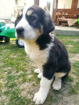 stredoázijský ovčiak - 2