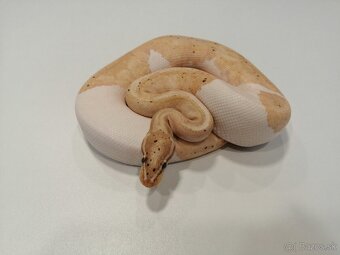 Python regius, pytón královský - 2