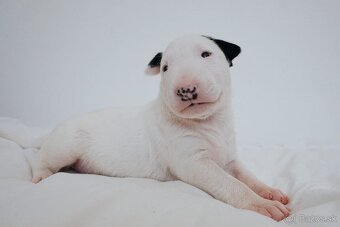 Bull terrier / Bullterier / Bulteriér šteniatka s PP - 2