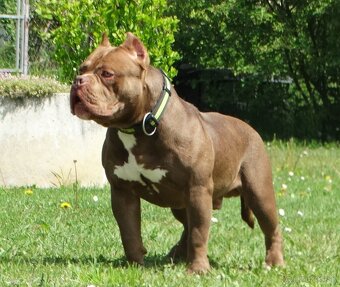 American bully - 2