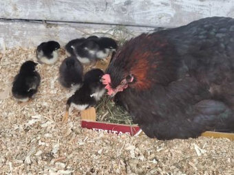 kuriatka marans + kvočka - 2