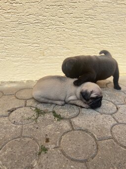 Mops - 2