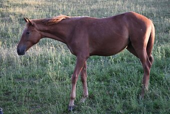 Appaloosa s pp - 2