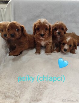 Cavapoo - 2