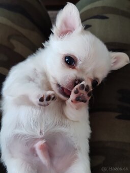 Čivava dlhosrstá, chihuahua, Solubist Dog KENNEL 💙💙 2 boy - 2