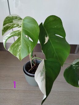 Monstera albo variegata - 2