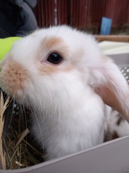 Minilop zakrsly barancek kralik - 2