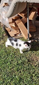 Darujem mačiatka - 2