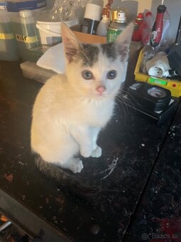 Darujeme mačiatko mačku - 2