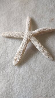 biorb hviezdice - biele 10, 8 cm - 2