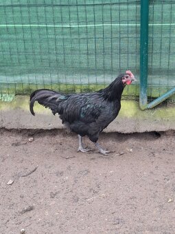 Australorpka cierna - 2