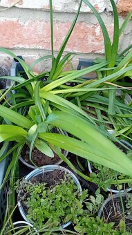 Predám rôzne trvalky - 2