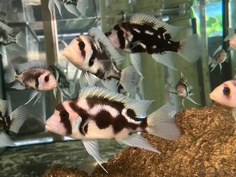 Cyphotilapia frontoza - 2