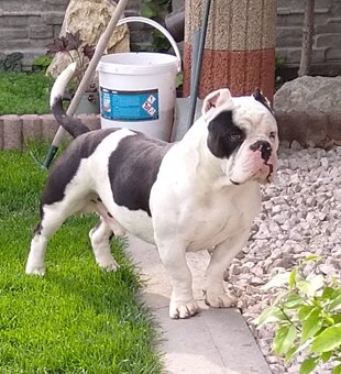 American bully - 2