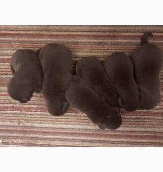 Labrador - 2