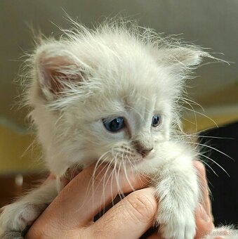 Ragdoll - 2