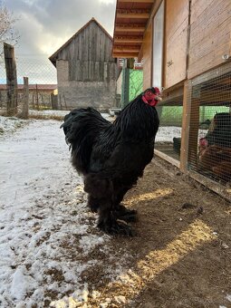 Brahmanka veľká čierna - 2