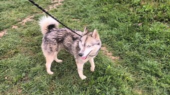 Sibirsky husky - 2