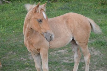Palomino kobylka - 2