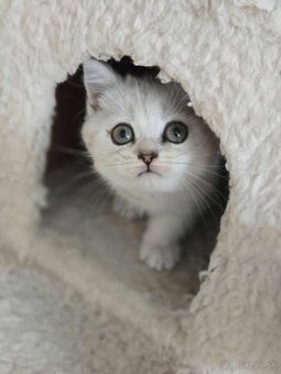 Britské mačiatka chinchilla - 2