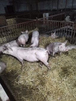 Predám ošípané vaha 50kg - 2