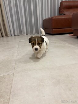 Jack russel - 2