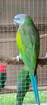 Alexander čínsky - 2