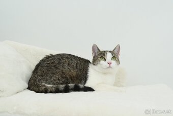 MRKVIČKA hľadá domov - 2