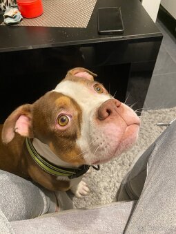 American bully standart - 2