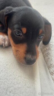 Jazvečík mesačný - 2