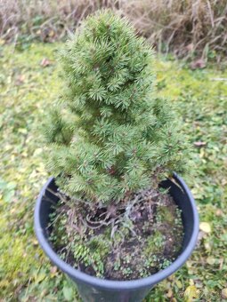 Smrek biely,conica. - 2