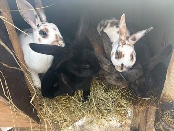 Predám mladé samice a samce - 2