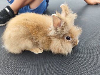 🐰 Predám zakrslé zajačiky - 2