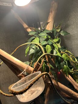 Terarium - 2
