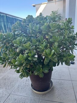 Tucnolist - crassula ovata - 2