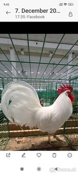 Kohút Leghorn - 2