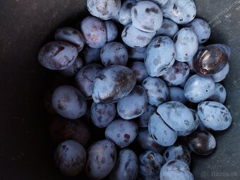 Broskyne,slivky a hrozno - 2